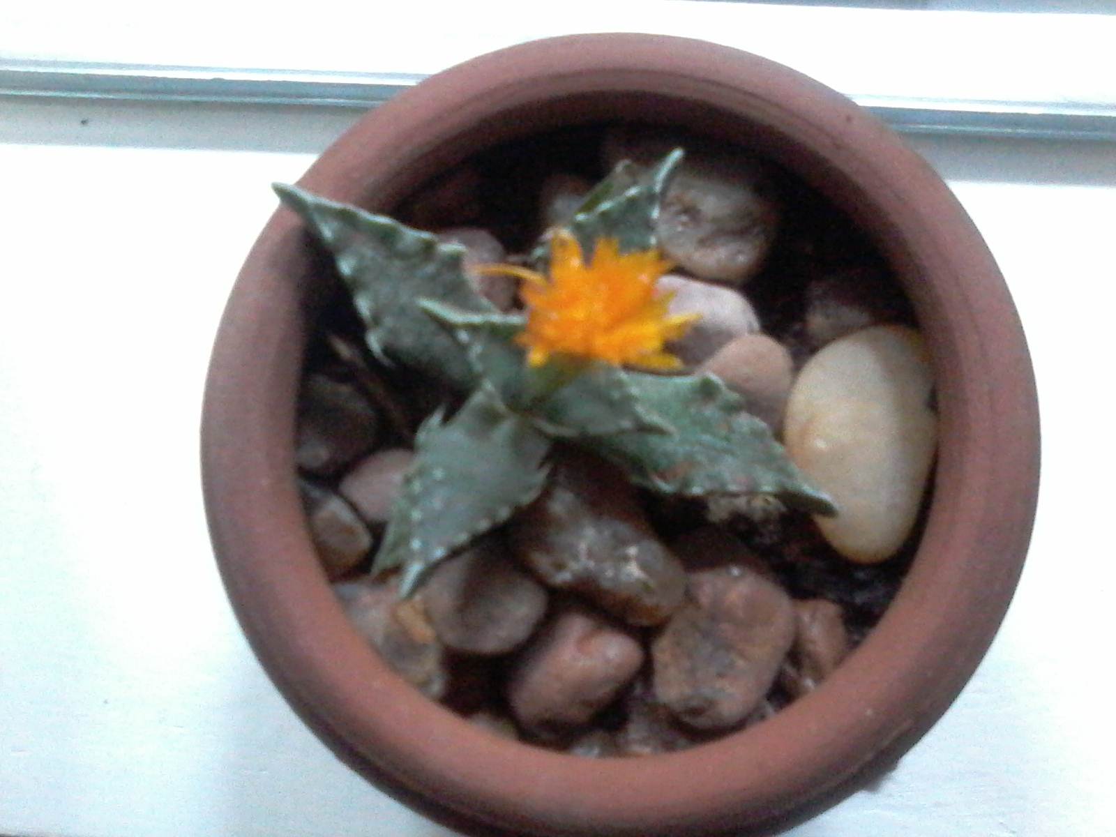 [Foto de planta, jardin, jardineria]