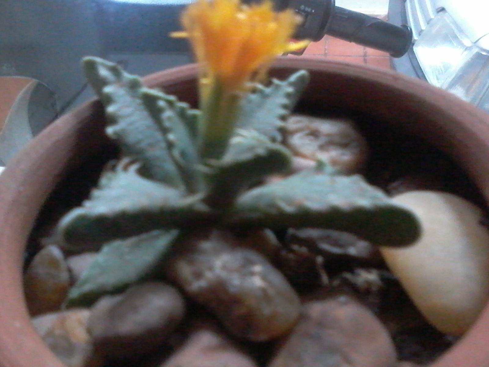 [Foto de planta, jardin, jardineria]