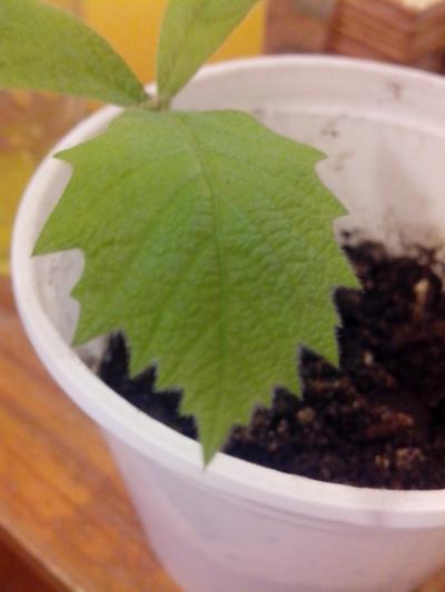 [Foto de planta, jardin, jardineria]