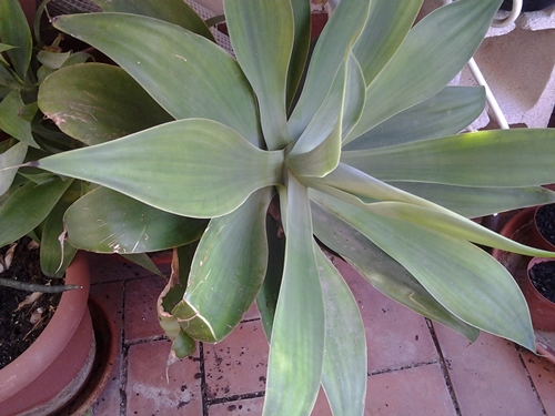 [Foto de planta, jardin, jardineria]