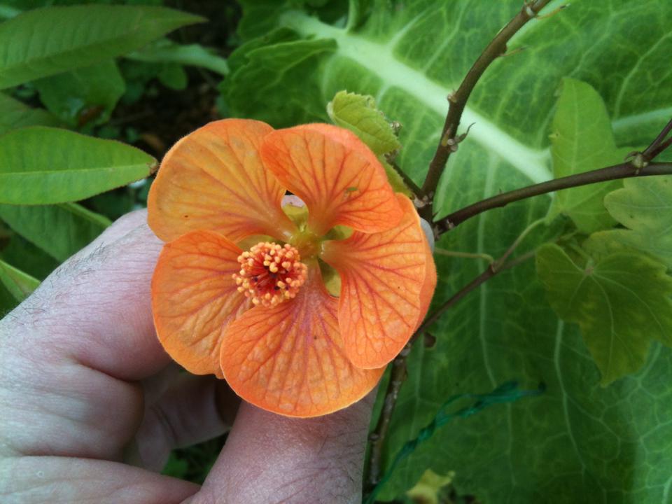 [Foto de planta, jardin, jardineria]