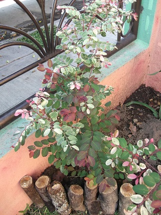 [Foto de planta, jardin, jardineria]