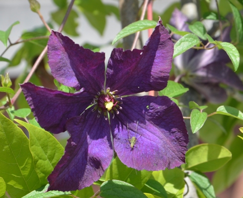 [Foto de planta, jardin, jardineria]