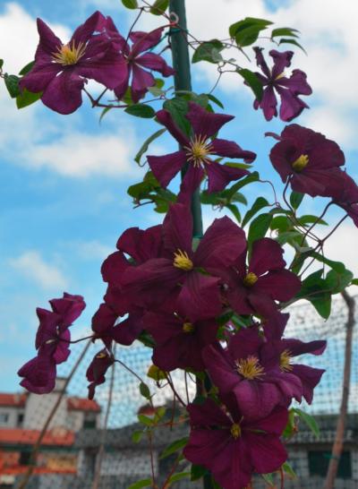 [Foto de planta, jardin, jardineria]