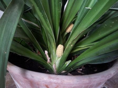 [Foto de planta, jardin, jardineria]