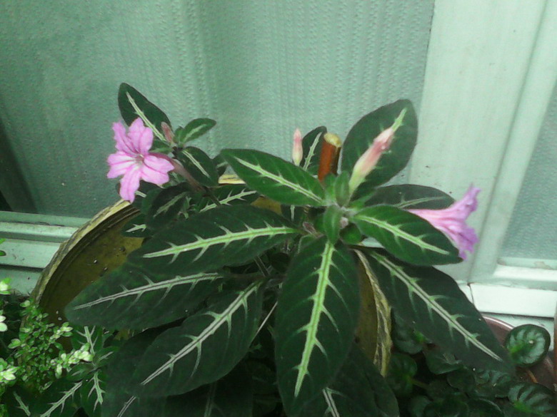 [Foto de planta, jardin, jardineria]
