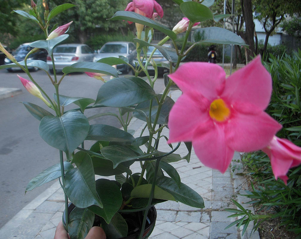 [Foto de planta, jardin, jardineria]