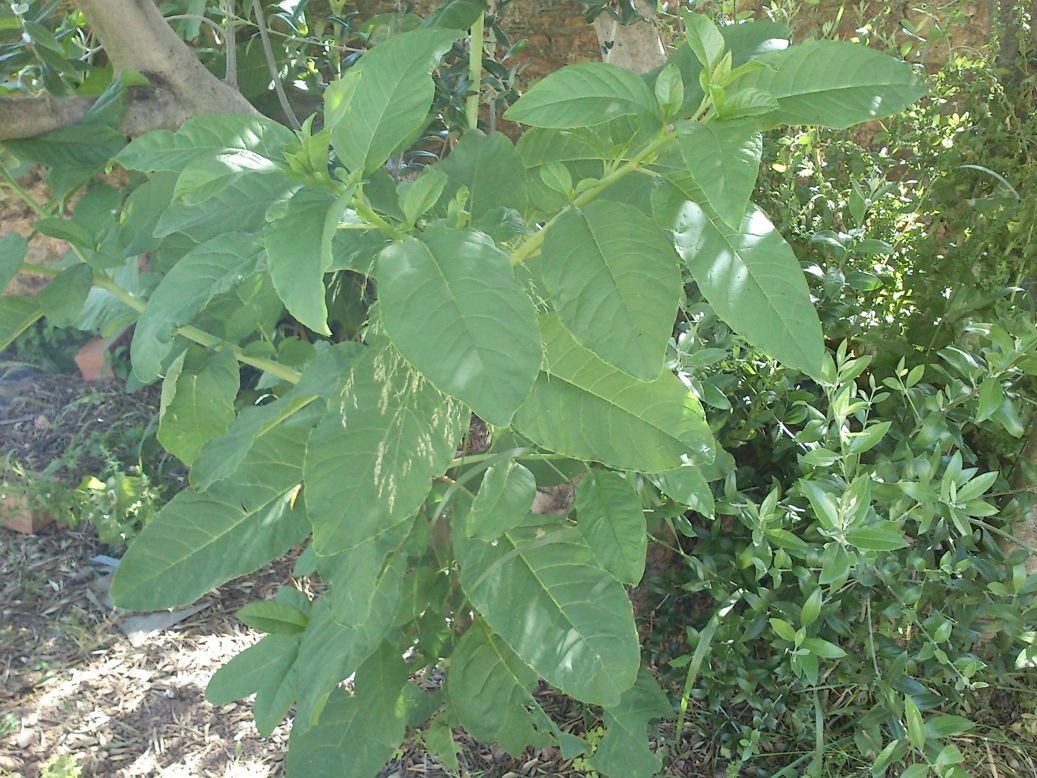 [Foto de planta, jardin, jardineria]