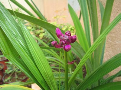 [Foto de planta, jardin, jardineria]