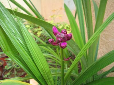 Flores moradas