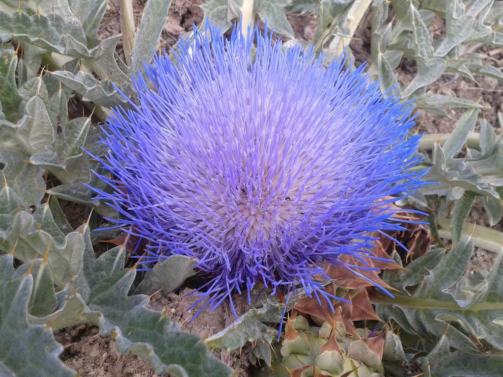 [Foto de planta, jardin, jardineria]