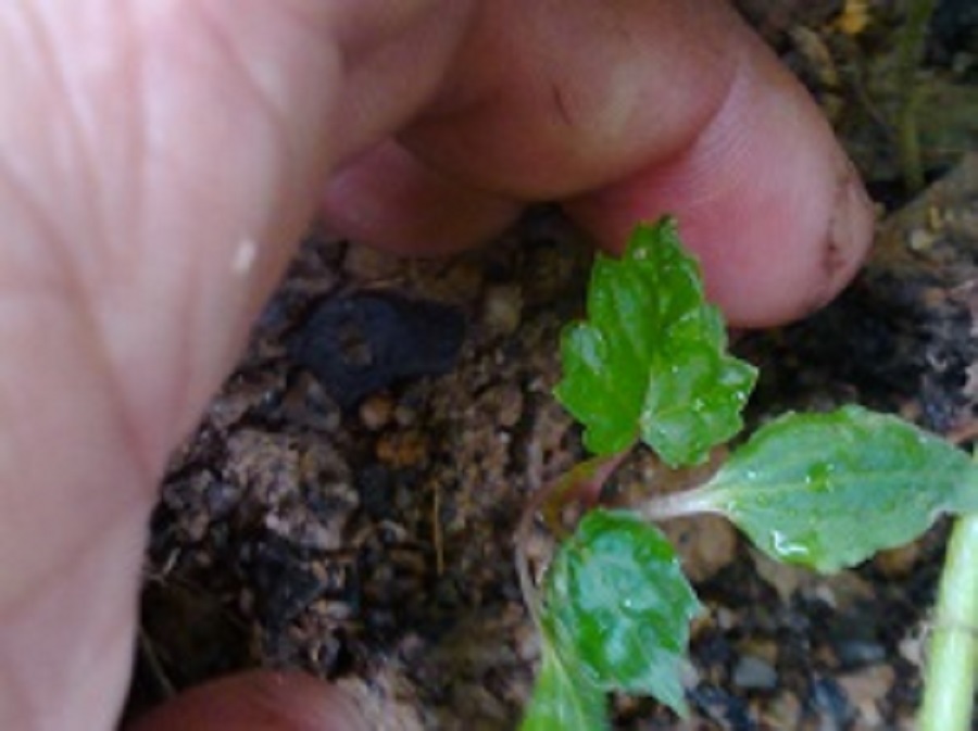 [Foto de planta, jardin, jardineria]