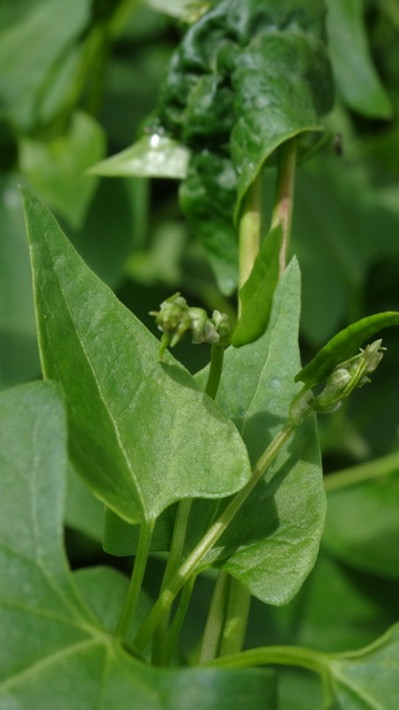 [Foto de planta, jardin, jardineria]