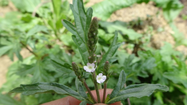 [Foto de planta, jardin, jardineria]