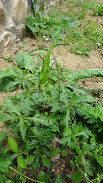 [Foto de planta, jardin, jardineria]