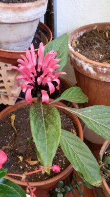 [Foto de planta, jardin, jardineria]