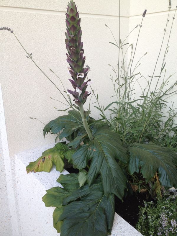 [Foto de planta, jardin, jardineria]