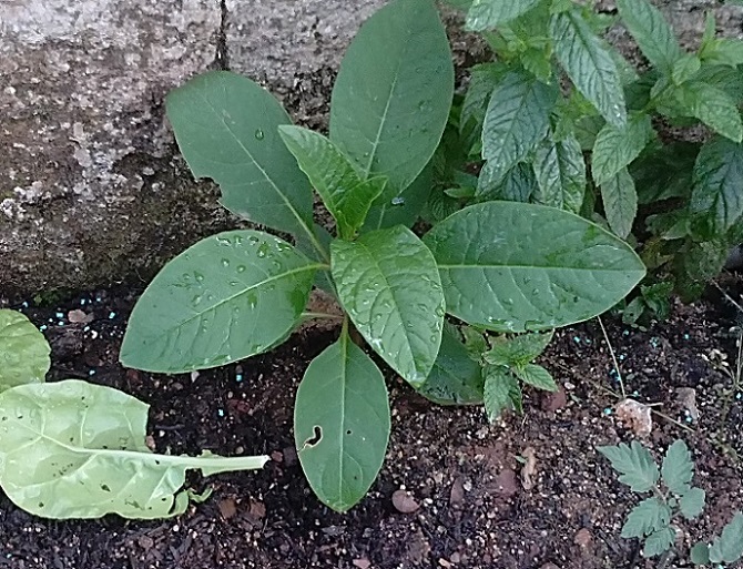 [Foto de planta, jardin, jardineria]