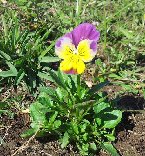 [Foto de planta, jardin, jardineria]