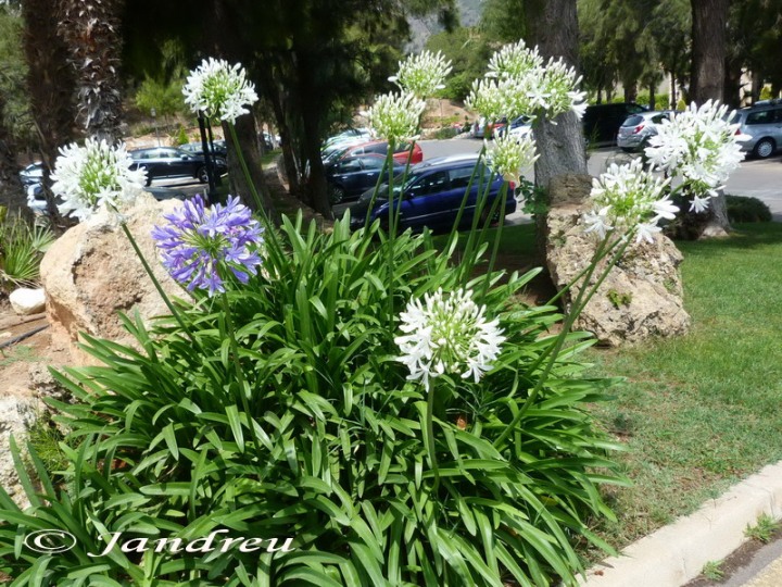 [Foto de planta, jardin, jardineria]