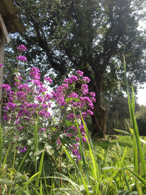 [Foto de planta, jardin, jardineria]