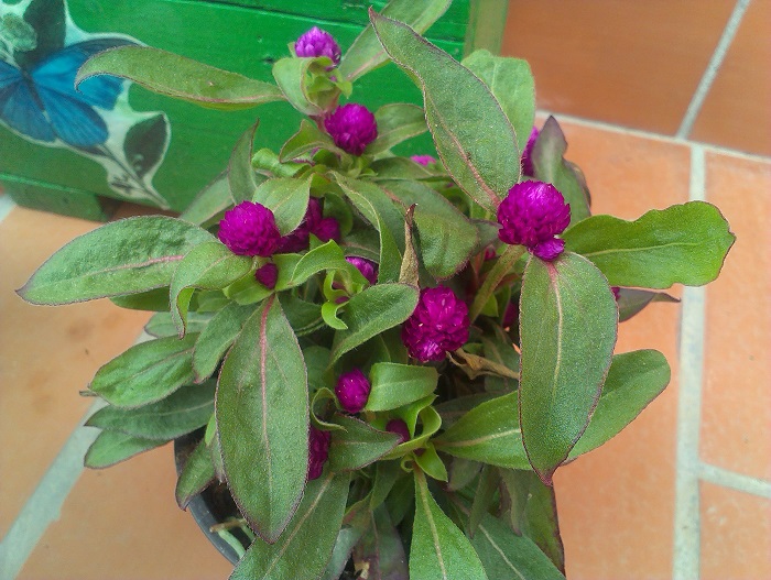 [Foto de planta, jardin, jardineria]