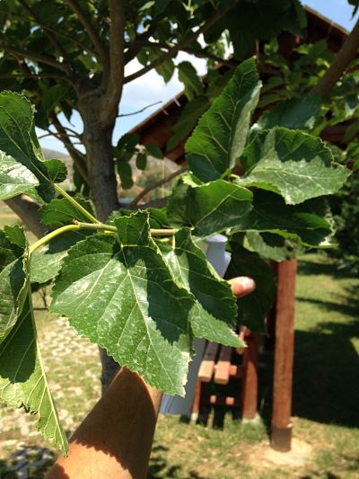 [Foto de planta, jardin, jardineria]