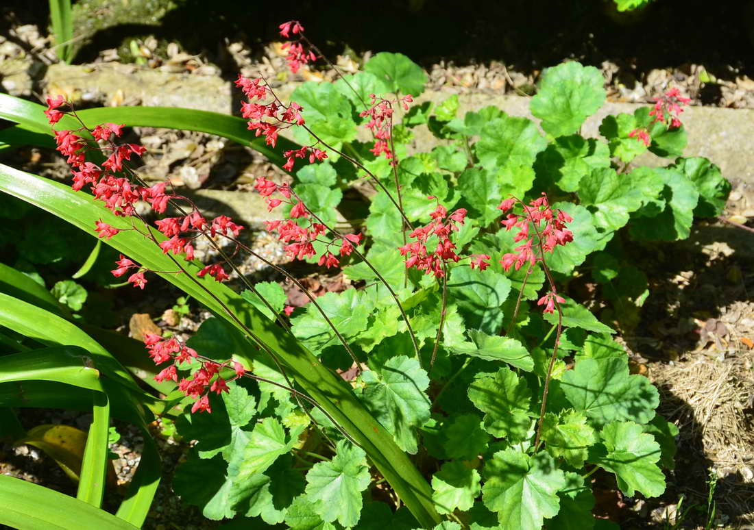 [Foto de planta, jardin, jardineria]