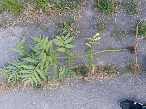 [Foto de planta, jardin, jardineria]