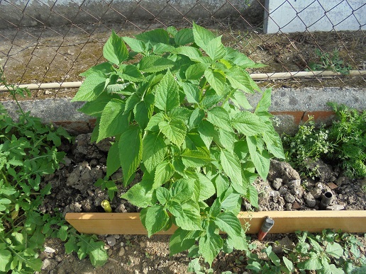 [Foto de planta, jardin, jardineria]