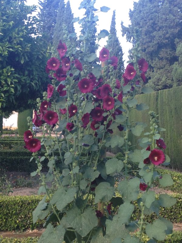 [Foto de planta, jardin, jardineria]