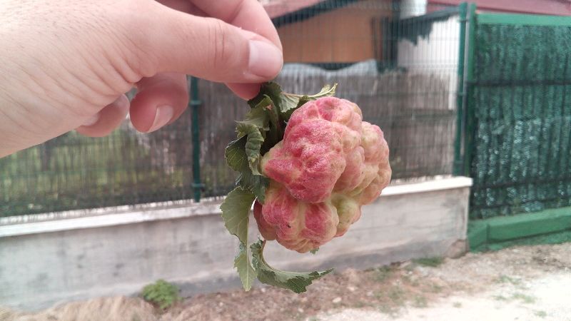 [Foto de planta, jardin, jardineria]