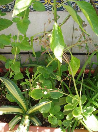 [Foto de planta, jardin, jardineria]