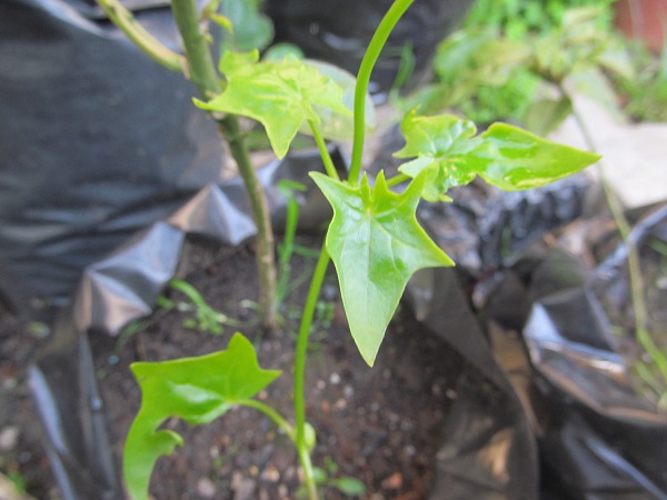 [Foto de planta, jardin, jardineria]