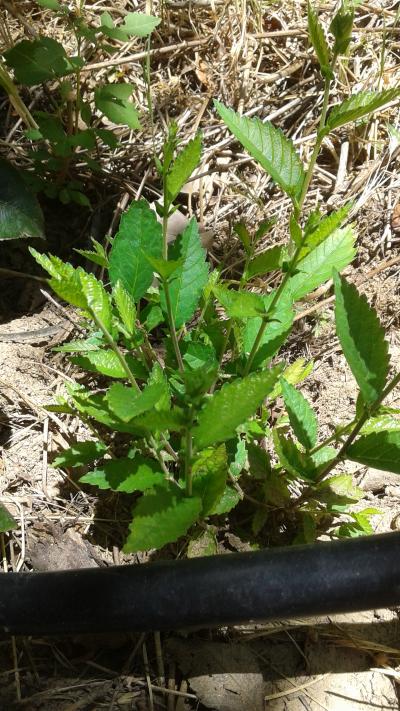 [Foto de planta, jardin, jardineria]