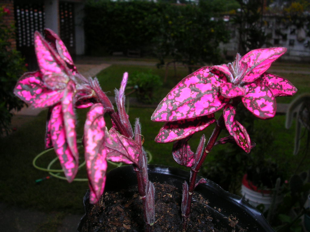 [Foto de planta, jardin, jardineria]