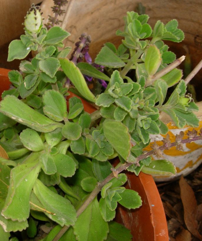 [Foto de planta, jardin, jardineria]