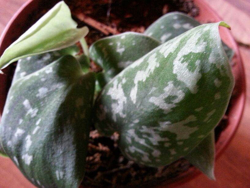 [Foto de planta, jardin, jardineria]
