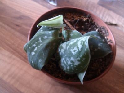 [Foto de planta, jardin, jardineria]