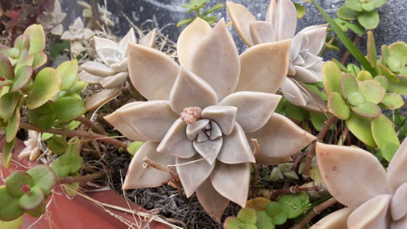[Foto de planta, jardin, jardineria]