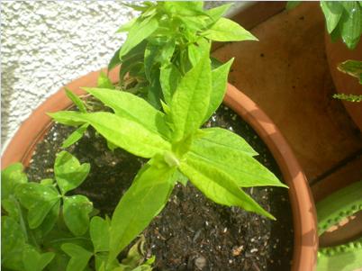 [Foto de planta, jardin, jardineria]