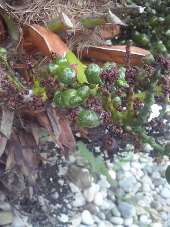 [Foto de planta, jardin, jardineria]