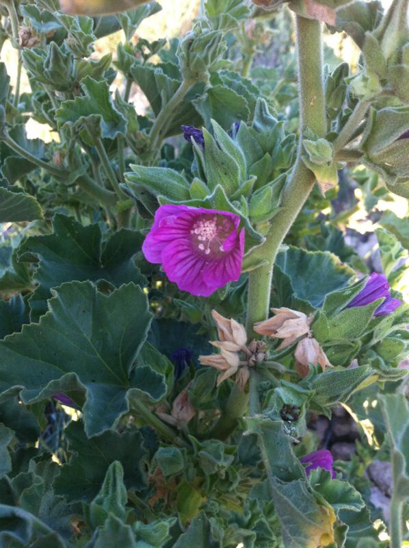 [Foto de planta, jardin, jardineria]