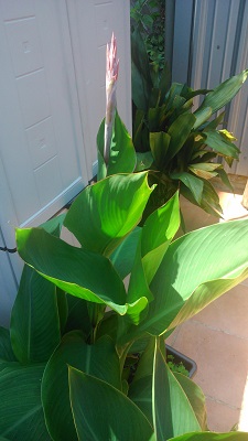 [Foto de planta, jardin, jardineria]