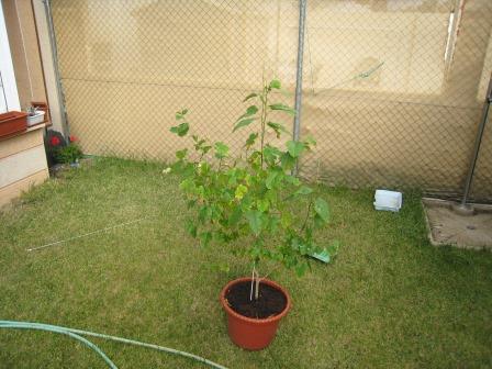 [Foto de planta, jardin, jardineria]