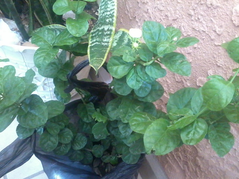 [Foto de planta, jardin, jardineria]