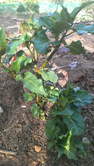 [Foto de planta, jardin, jardineria]