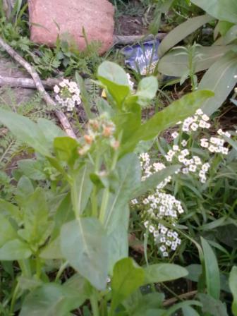 [Foto de planta, jardin, jardineria]