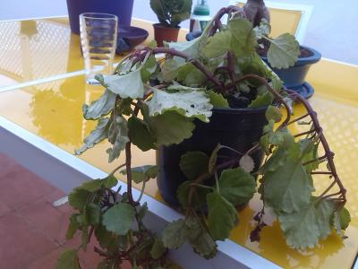 [Foto de planta, jardin, jardineria]