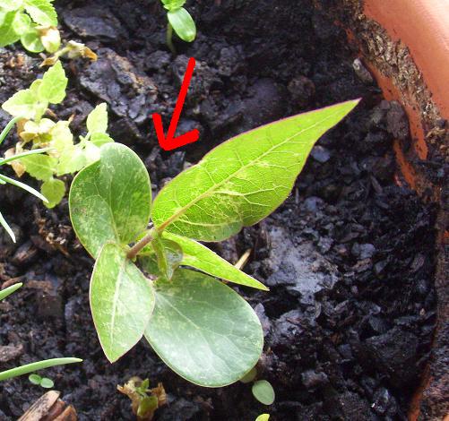 [Foto de planta, jardin, jardineria]